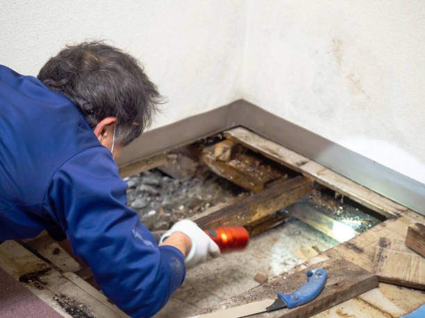 Best White Mold Remediation in Rockville, MD