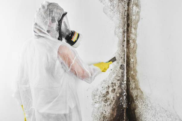 Best Basement Mold Remediation in Rockville, MD