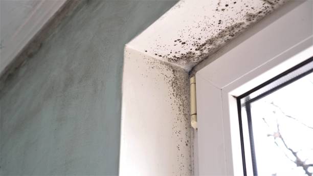 Professional Mold Remediation in Rockville, MD