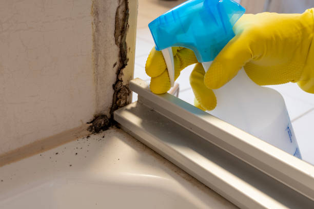 Best Crawl Space Mold Remediation in Rockville, MD