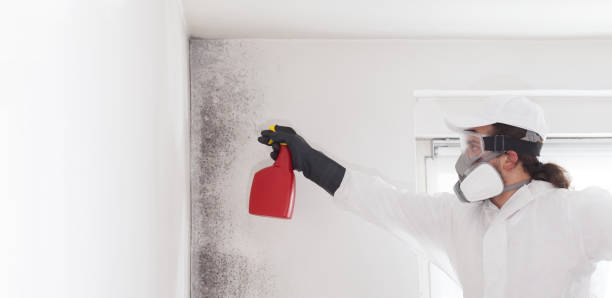 Best Insurance-Related Mold Remediation in Rockville, MD