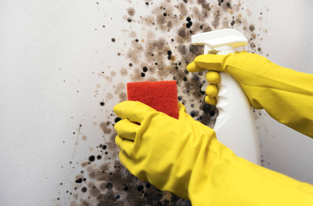 Best Residential Mold Remediation in Rockville, MD