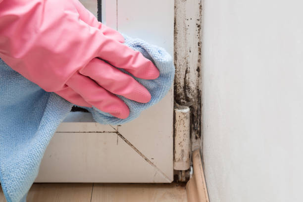 Best Commercial Mold Remediation in Rockville, MD