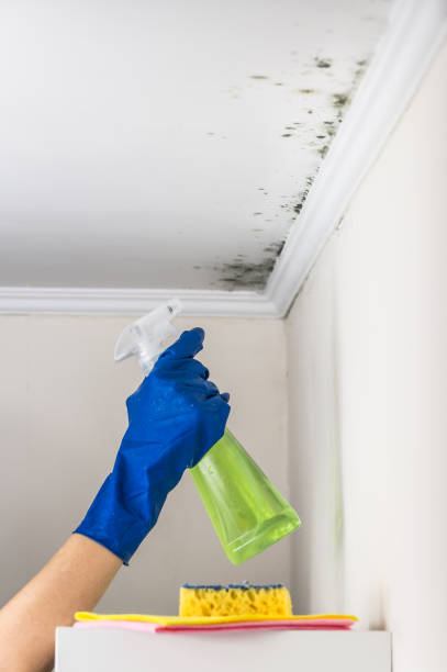 Best Bathroom Mold Remediation in Rockville, MD