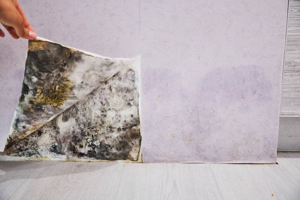 Best Kitchen Mold Remediation in Rockville, MD
